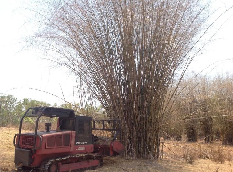 Red tracked vehicle parked beneath a tall drooping ornamental grass plant in a sparse, dry landscape